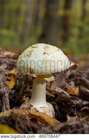 A Closeup Of Amanita Citrina, False Death Cap Or Citron Amanita .