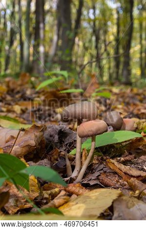 Close Up Of Some Psathyrellaceae Or Brittle Stems A Family Of Fungi On Some Green Moss.