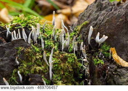 Amazing Litte Mushroom Looks Like Branches With Drops Of Dew - Xylaria Hypoxylon.