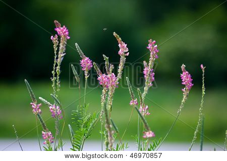 Bellissimi fiori rosa