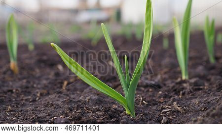 Garlic Sprouts Sprouting From The Ground. Illustration About Spring And The New Agricultural Season.