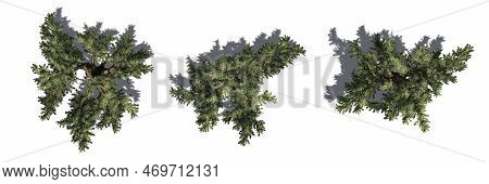 Cedar Of Libanon With Shadow Isolated On White Background - Different  Top View - 3d Illustration