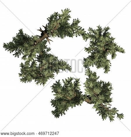 Cedar Of Libanon Trees Isolated On White Background - Top View - 3d Illustration