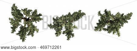 Cedar Of Libanon Isolated On White Background - Different  Top View - 3d Illustration