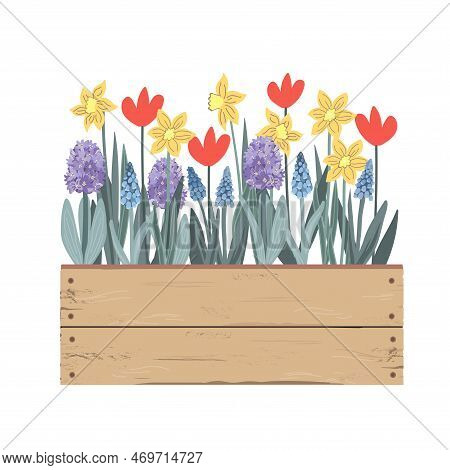Wooden Vintage Box With Spring Flowers. Tulips, Hyacinths, Muscari, Daffodils. Doodle Hand Drawn Vec