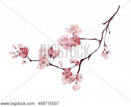 Loose Watercolor Cherry Blossom Branch Painting Isolated On White Background. Hand Drawn Spring Bloo