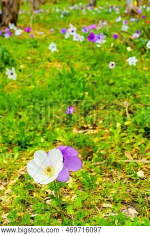 View Of Colorful Anemone Wildflowers In A Eucalyptus Grove, Near Megiddo, Jezreel Valley, Northern I