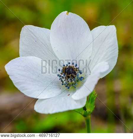 View Of White Anemone Wildflower Near Megiddo, Jezreel Valley, Northern Israel