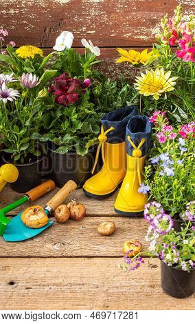 Spring Work In The Garden And At Home, Planting Decorative Flowers, Spring And Summer Flowers In Pot