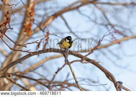A Beautiful Little Titmouse Sits On A Branch In Winter And Flies For Food. Other Birds Are Also Sitt
