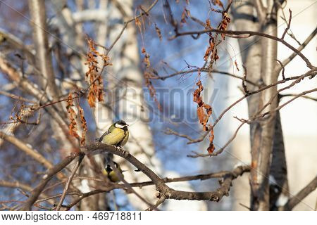 A Beautiful Little Titmouse Sits On A Branch In Winter And Flies For Food. Other Birds Are Also Sitt
