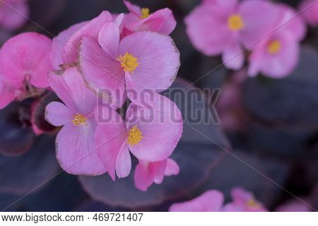 The Pink Flower Head Inflorescence Of The Pelargonium, Also Known As Pelargonium. The Plant In The P