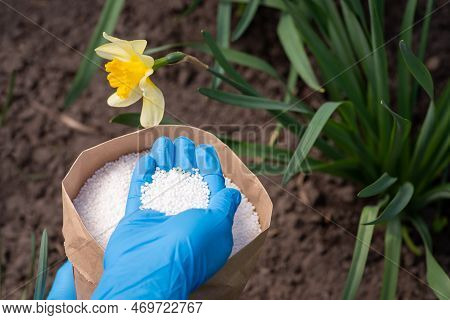 Hand In Blue Glove With Nitrate Fertilizer Near Blooming Flower. Concept Of Fertilizing Flowers In S