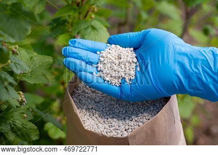 Hand In Blue Glove Holding Npk Fertilizer For Bush Of Currant. Fertilizing Garden In Spring Concept
