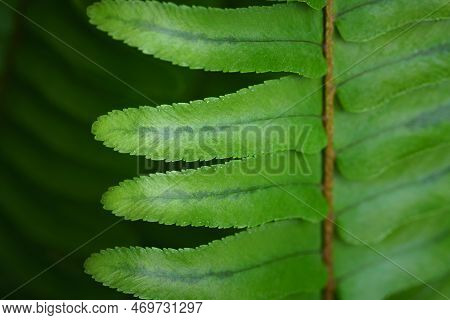 Close-up Macro Bright Green Leaves Fern Texture Tropical Forest Plant In Soft Focus Background.biolo