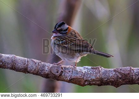 Little Tico-tico Bird Perched On A Branch With A Green Background