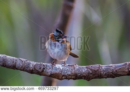Little Tico-tico Bird Perched On A Branch With A Green Background