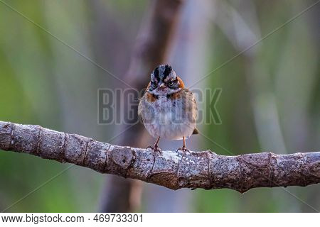 Little Tico-tico Bird Perched On A Branch With A Green Background