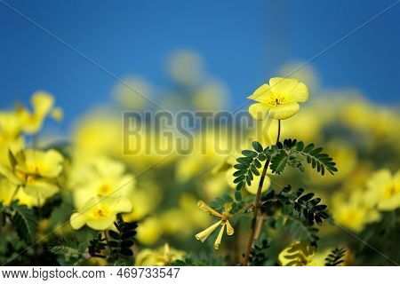 Yellow Flowers Of Tribulus Zeyheri Against A Blue Sky, Kalahari, South Africa