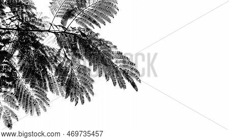 Black And White Abstract Background Textuer Of Shadows Leaf On A White Wall.