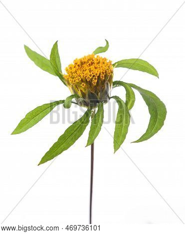 Devil's Beggarticks Plant With Flowers Isolated On White Background
