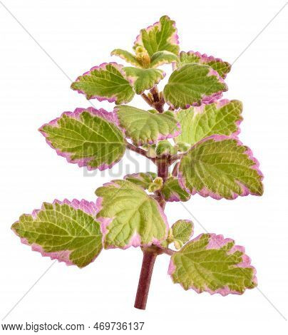 Swedish Ivy Sprig Isolated On White Background
