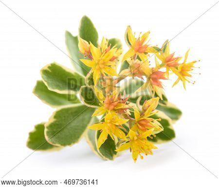 Sedum Flowers Isolated On A White Background