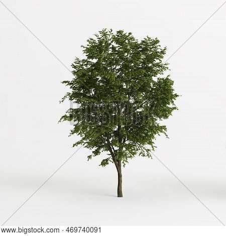 3d Illustration Of Tilia Platyphyllos Tree Isolated On White Background