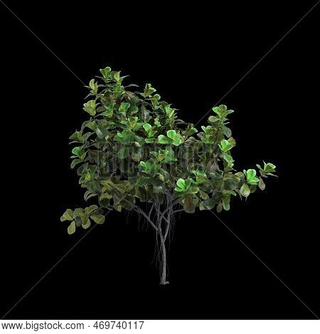 3d Illustration Of Ficus Lyrata Tree Isolated On Black Background