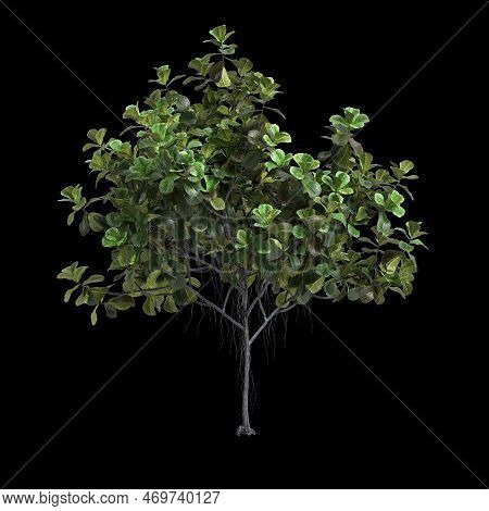 3d Illustration Of Ficus Lyrata Tree Isolated On Black Background