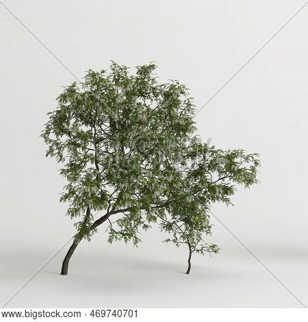 3d Illustration Of Robinia Pseudoacacia Treeisolated On White Background
