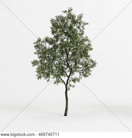 3d Illustration Of Robinia Pseudoacacia Treeisolated On White Background