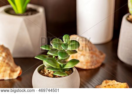A Small Green Succulent Flower In A Pot On A Wooden Shelf. There Are Flowers And Shells Around. The 