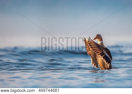 Wildlife Water Duck Floating In The Blue Sea Water