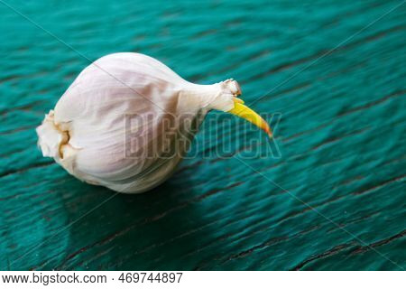 Fresh White Garlic. One Bulb Garlic With Yellow Sprouts On Green Wooden Background. Close Up Of Garl