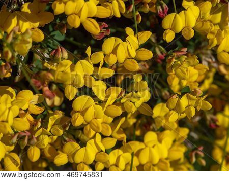 Lots Of Flowers With Yellow Petals Close-up. Flowers Of The Common Gorse Plant, Macro. The Plant Is 