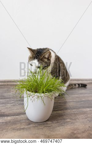 Domestic Cat Eat Juicy Green Grass Cyperus Alternifolius Zumula For Cats In Flower Pot, Indoor Cat H