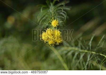 Goldilocks Aster Yellow Flowers In The Garden In Autumn