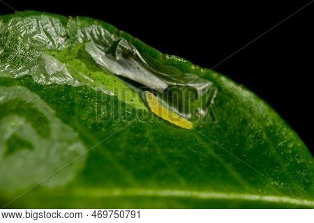 The Citrus Leaf Miner Feeding On Citrus Leaf Making Shiny Silvery Serpentine Mines. It Is Important 