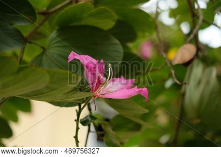 Pink Bauhinia Flower Blooming, Closeup Purple Orchid Tree Or Purple Bauhinia (bauhinia Purpurea L.).