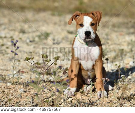 A Pit Bull Terrier Puppy Playing In The Field