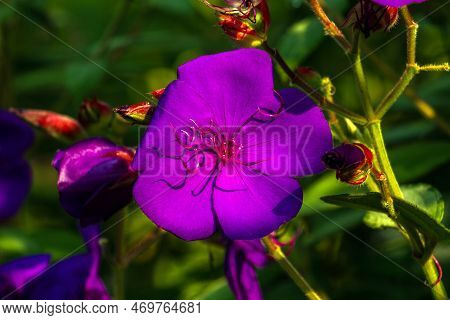 Branch With Purple Pleroma Flowers On A  Background Of Green Leaves, Picture Of This Pleroma Was Tak