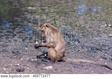 Macaque Monkey Sits In The Mud And Eats Banana. Selective Focus, Blurred Background. Side View. Hori