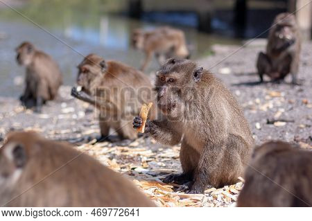 Macaque Monkey Holds Crust Of Bread In Its Paw Among Other Monkeys. Selective Focus, Blurred Backgro
