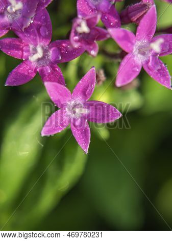 Macro Photo. Pink Egyptian Starcluster(starflower) Flower And Water Drops. Green Blurred Background 