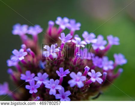 The Purpletop Vervain Is In Full Bloom. Natural Blur Background.