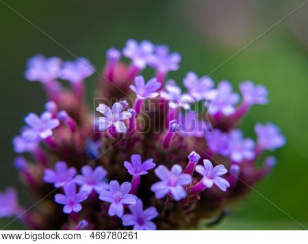 The Purpletop Vervain Is In Full Bloom. Natural Blur Background.