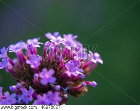 The Purpletop Vervain Is In Full Bloom. Natural Blur Background.