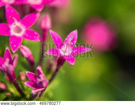 Macro Photo. Pink Egyptian Starcluster(starflower) Flower And Water Drops. Green Blurred Background 