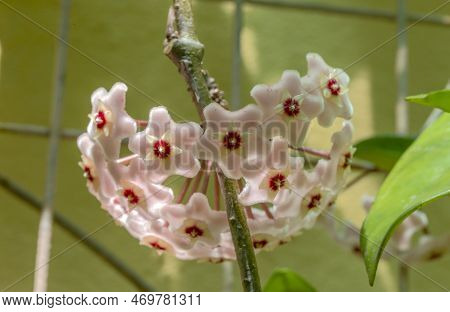 Close-up Photo Of Hoya Carnosa, The Porcelain Flower Or Wax Plant,